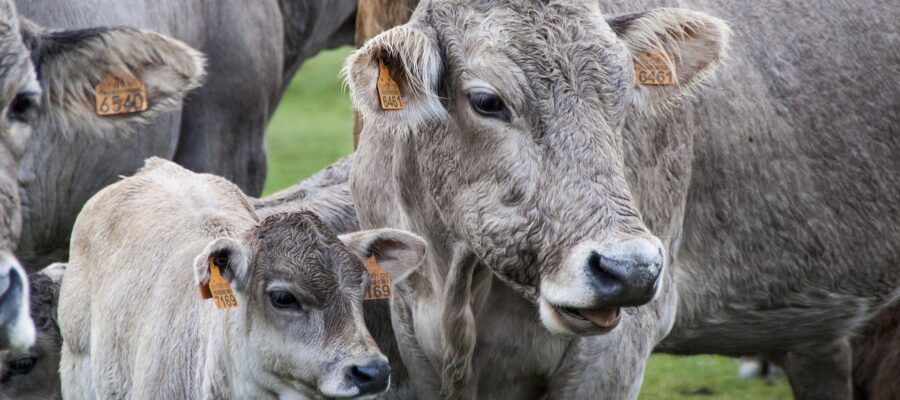 10 cosas menos conocidas sobre las vacas. Cómo logran dar leche, en realidad