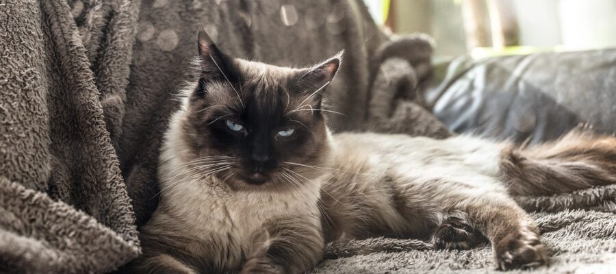 11 carreras de gatos con cola gruesa
