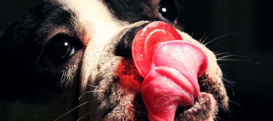 13 cosas comunes que pueden envenenar a tu perro