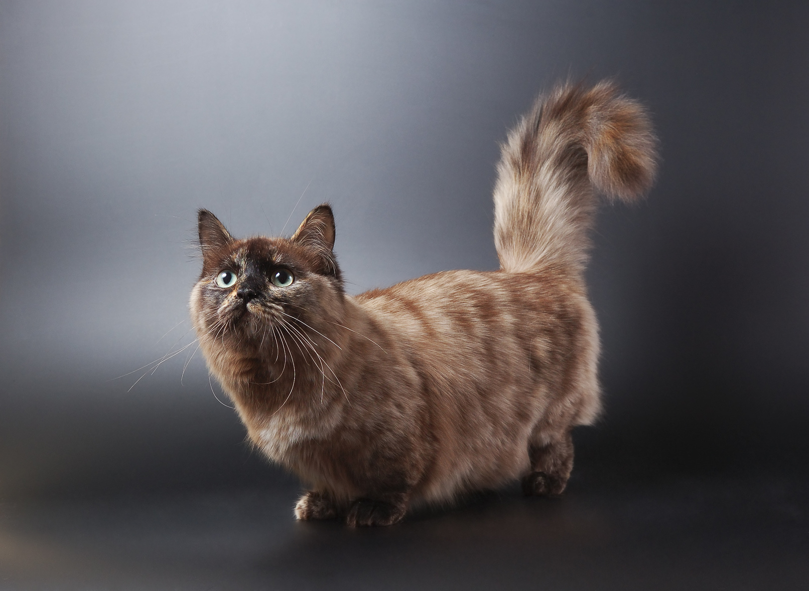 Animalpierciesce | Munchkin