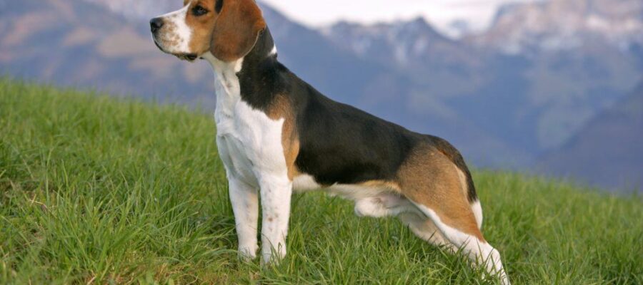 AnimalsPierciesce | BEAGLE - Todo en la carrera de Beagle. Adoptar un beagle 2025