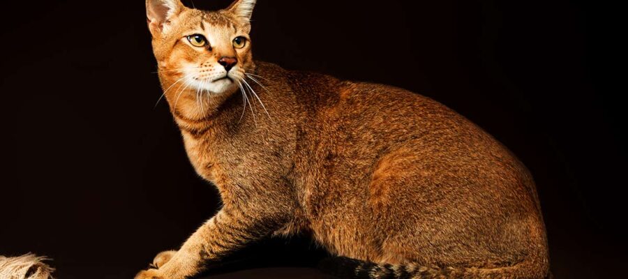 AnimalsPierciesce | Chausie: información, características, colores, tamaño, peso, pollo