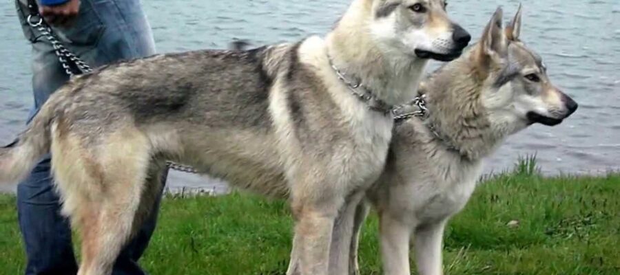 AnimalsPierciesce | Checoslovac lobo