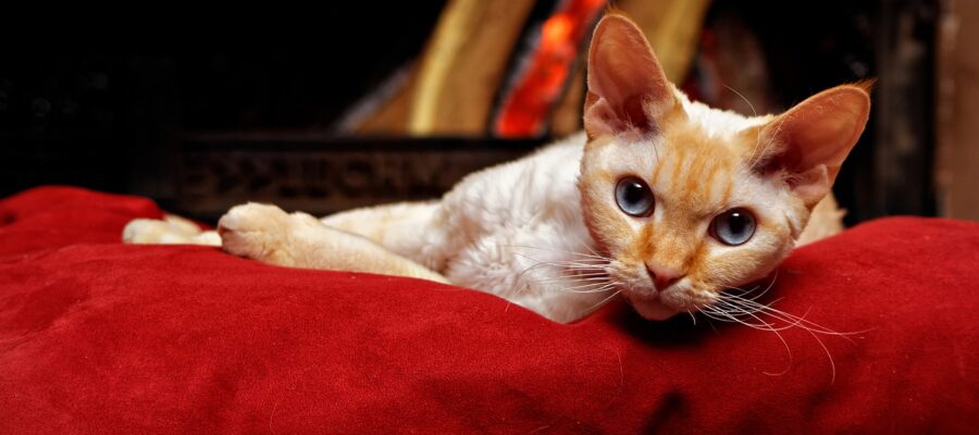 AnimalsPierciesce | Devon Rex: información, características, colores, tamaño, peso, pollo