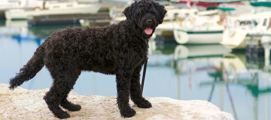 AnimalsPierciesce | Perro de agua portugués