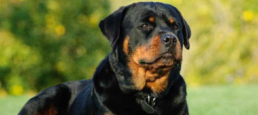 AnimalsPierciesce | Rottweiler: información, características, colores, tamaño, peso, pollo