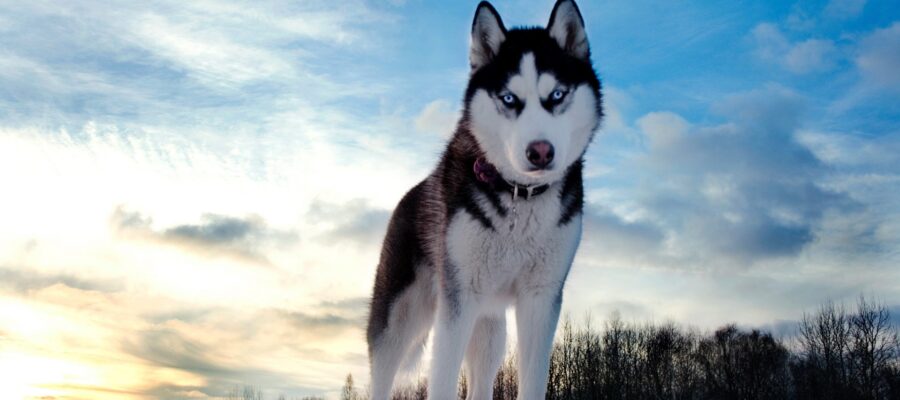 AnimalsPierciesce | Siberian Husky: información, características, colores, tamaño, peso, pollo
