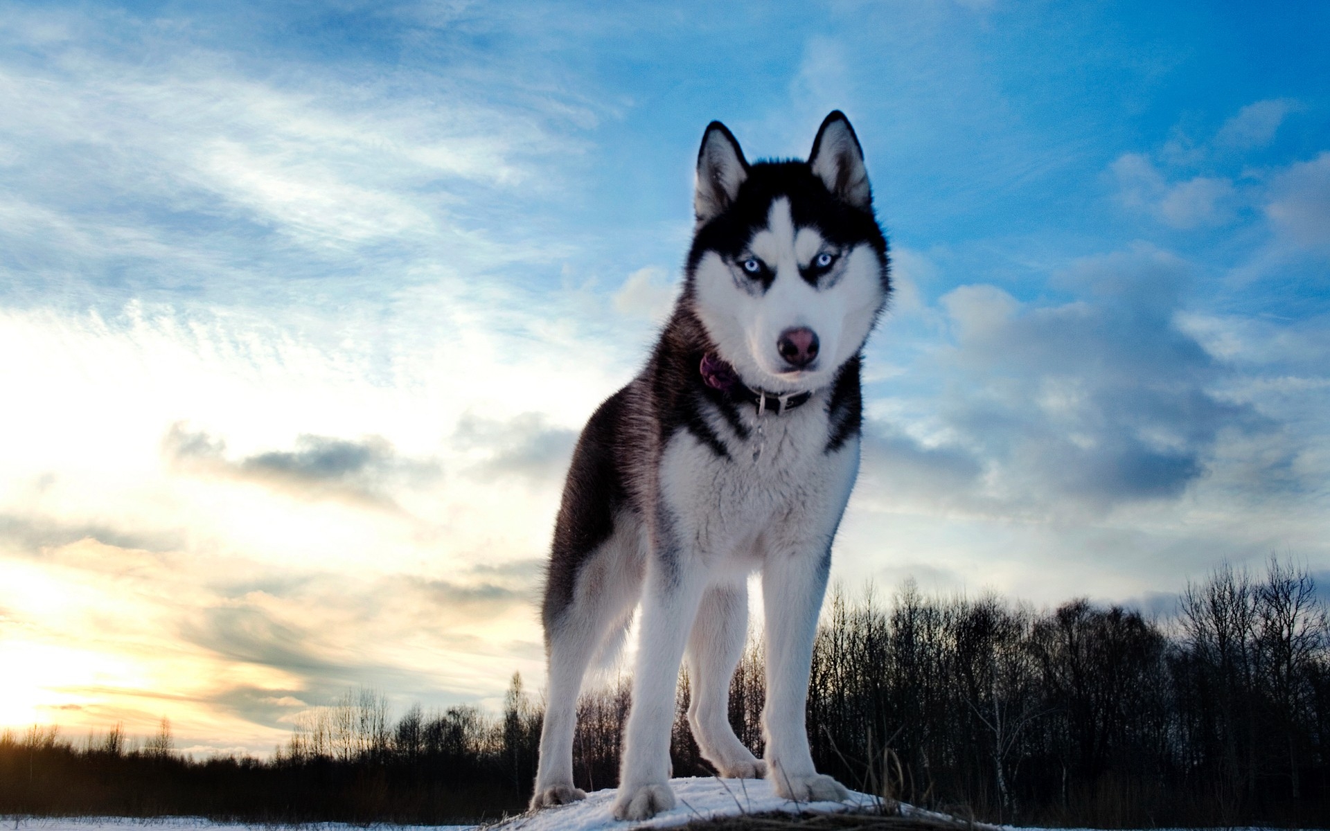 AnimalsPierciesce | Siberian Husky: información, características, colores, tamaño, peso, pollo