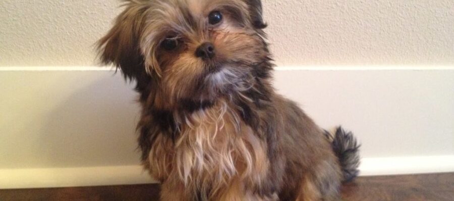 AnimalsPierciesce | Yorkshire Terrier: información, características, colores, tamaño, peso, pollo