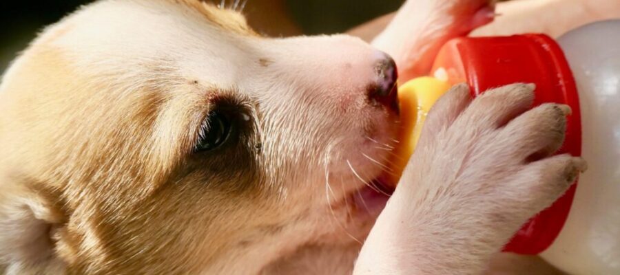 Comida cocida para perros pequeños. ¿Qué es bueno darles comida?