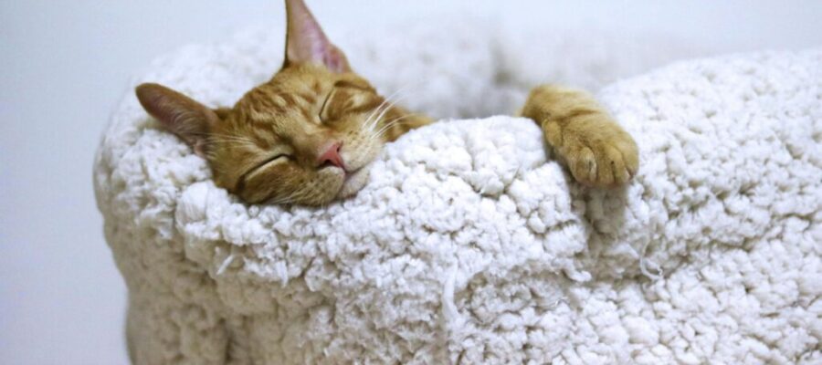 Cuánto duerme un gato: comprenda el requisito de sueño