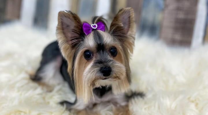Toaletarea animalelor este foarte importanta si Zuzi ne ajuta cu sfaturi si un salon de cosmetica canina si felina