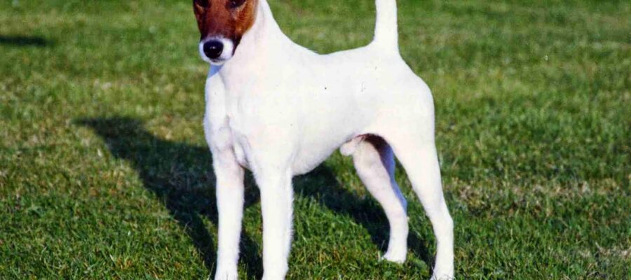 Fox terrier con pelaje alargado