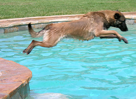 Herves con natación - Entrenamiento de perros Canino Bucarest Ilfov