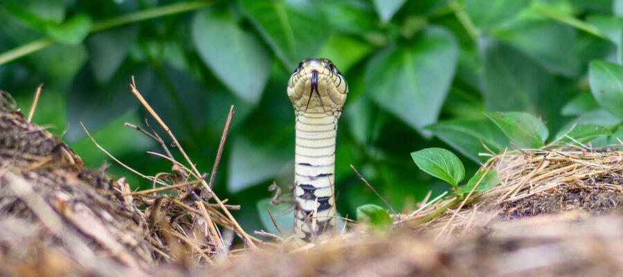 La serpiente de la casa es peligrosa o no. Esta especie también está en Rumania