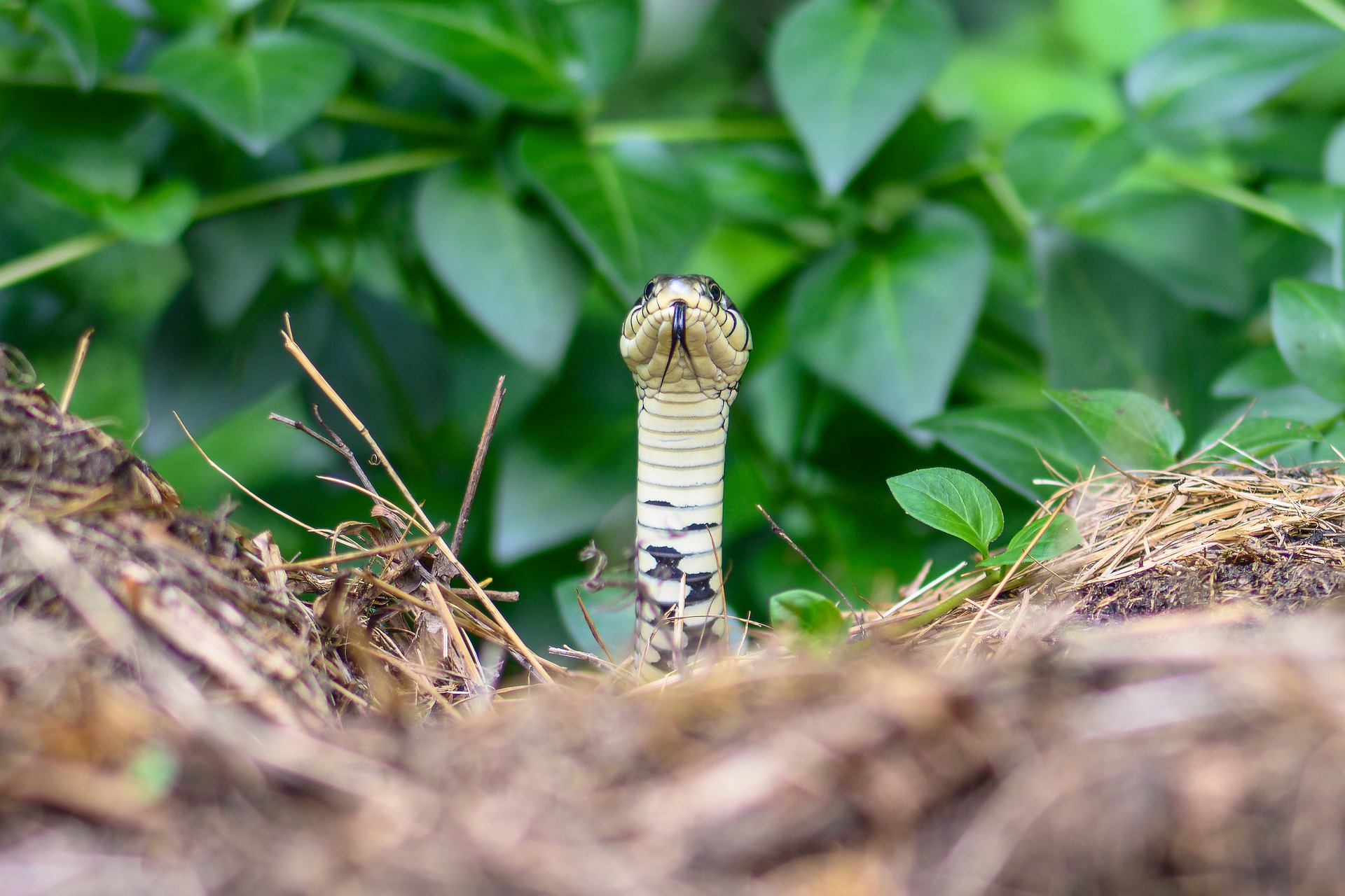 La serpiente de la casa es peligrosa o no. Esta especie también está en Rumania