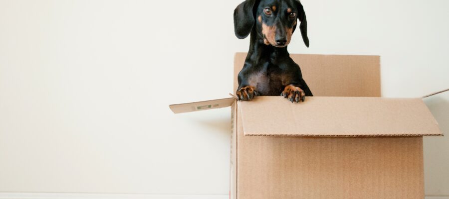 Mejorar y prevenir problemas con los perros de Tekel