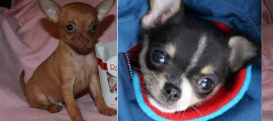 Perros de bolsillo. Como estos cuadrúpedos extremadamente sensibles se tratan correctamente