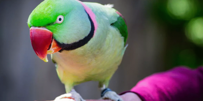 Qué especie de loros hablan, cómo parecen y cuánto cuesta. Foto