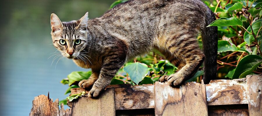 Todo lo que necesita saber sobre el apareamiento del gato, información general