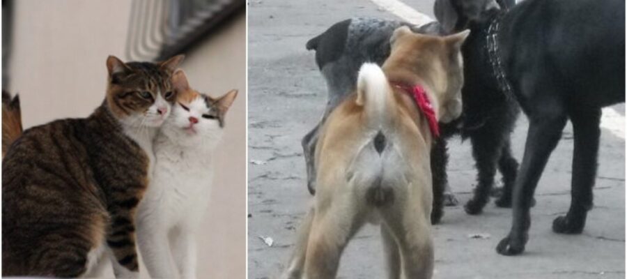 Todo lo relacionado con los animales en el fuego. Cuánto tiempo el período de calor en perros y gatos depende del género: mujer o hombre