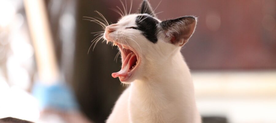 ¿Cómo descubres si tu gato tiene fiebre? No está vinculado al frío de las personas y se puede librar fácilmente