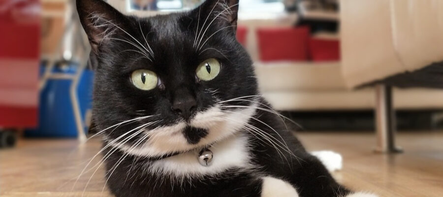 ¿Cómo te das cuenta de que el gato está en el calor?