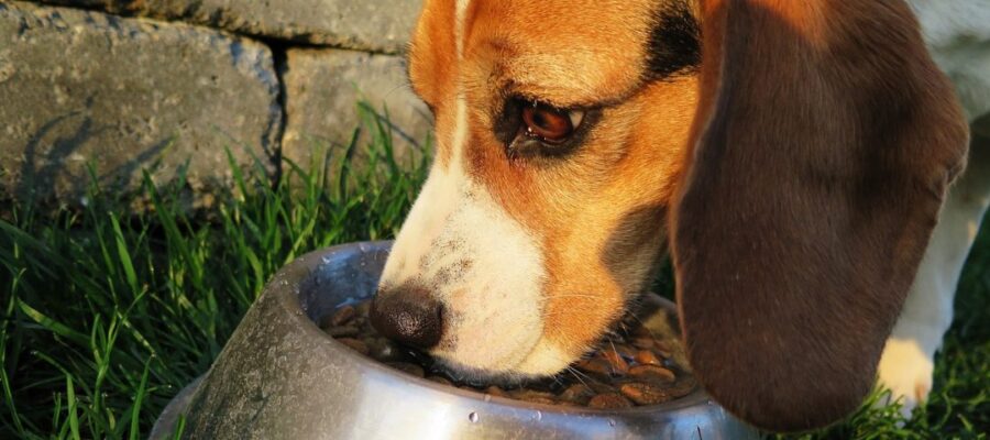 ¿Cuáles son las mejores verduras para perros?