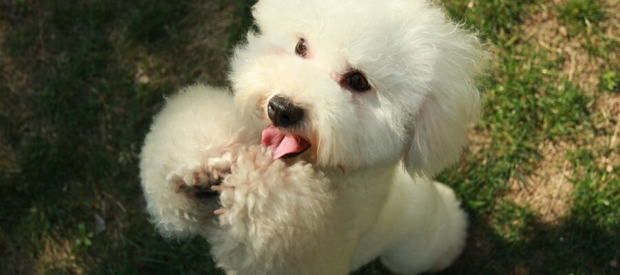 ¿Cuánto tiempo lleva gestación en Bichon Dogs: información esencial?