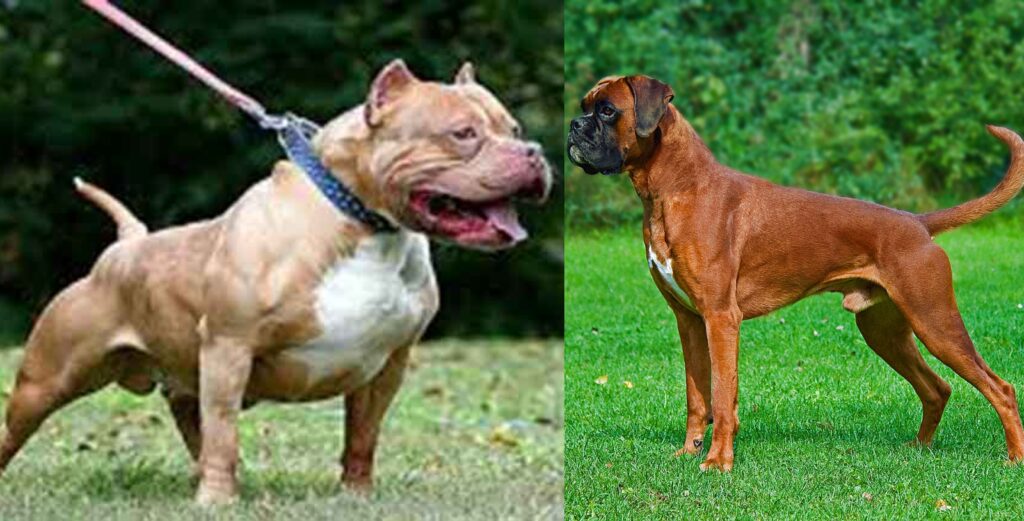 ¿Un pitbull o un boxeador? Esto es más adecuado para ti